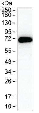GBP6